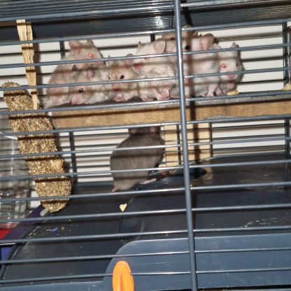 Donne bébé hamster 🐹 et adultes #8