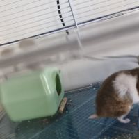 Donne bébé hamster 🐹 et adultes #1