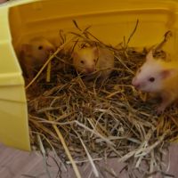 Donne bébé hamster 🐹 et adultes #2