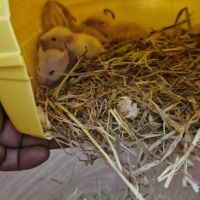 Donne bébé hamster 🐹 et adultes #4