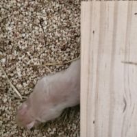 Donne bébé hamster 🐹 et adultes #5