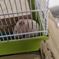 Donne bébé hamster 🐹 et adultes #6