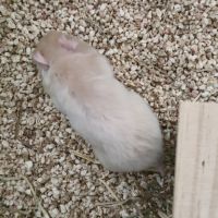 Donne bébé hamster 🐹 et adultes #7