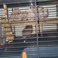 Donne bébé hamster 🐹 et adultes #8