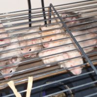 Donne bébé hamster 🐹 et adultes