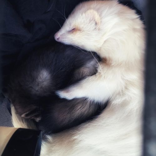 Cedes deux furets #2