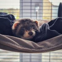 Cedes deux furets #1