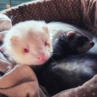 Cedes deux furets #0