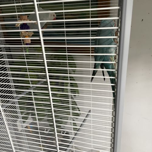 Couple de perruches à collier #2