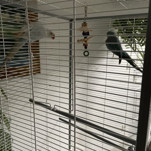 Couple de perruches à collier #3