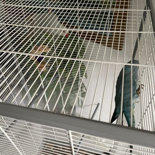 Couple de perruches à collier #0