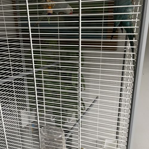 Couple de perruches à collier #5