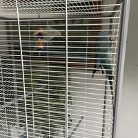 Couple de perruches à collier #1