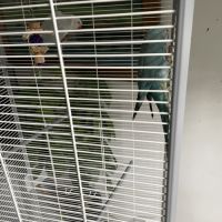 Couple de perruches à collier #2