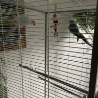 Couple de perruches à collier #3