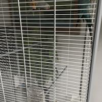 Couple de perruches à collier #5