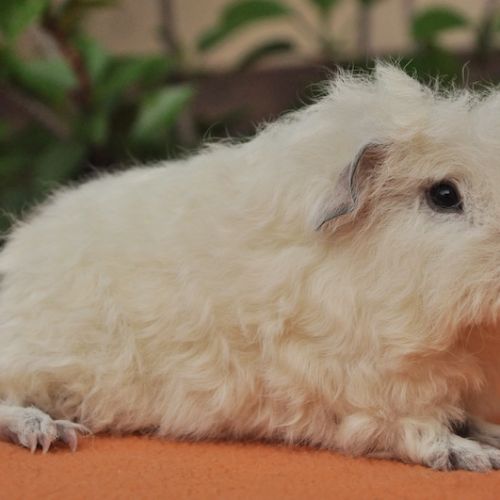 Cochons d'inde de race #1