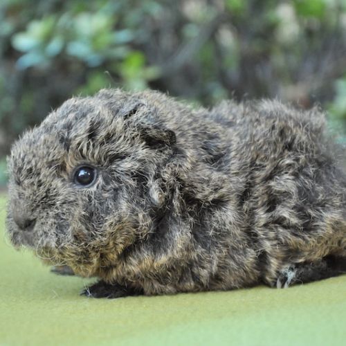 Cochons d'inde de race #3