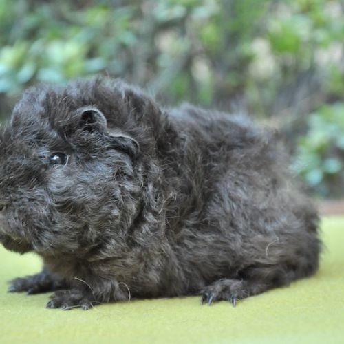 Cochons d'inde de race #4