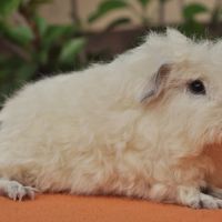 Cochons d'inde de race #1