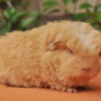 Cochons d'inde de race