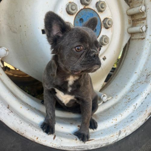 Bouledogue fluffy #3