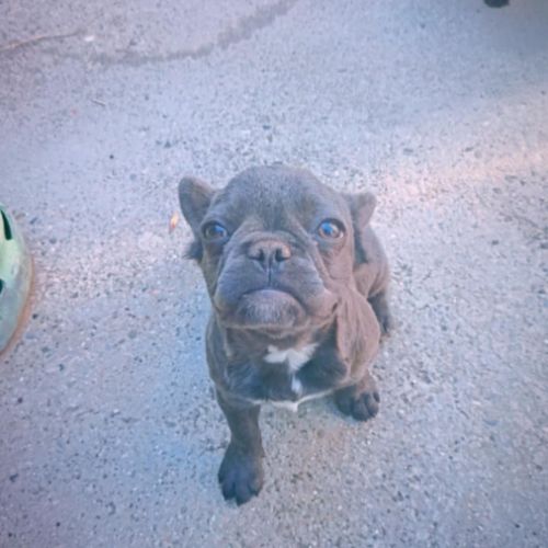 Bouledogue fluffy #4