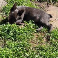 Bouledogue fluffy #2