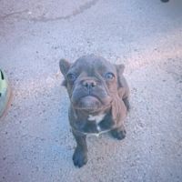 Bouledogue fluffy #4