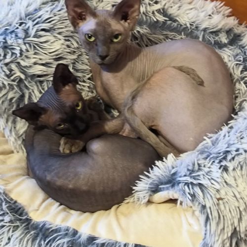 Magnifiques sphynx loof #2