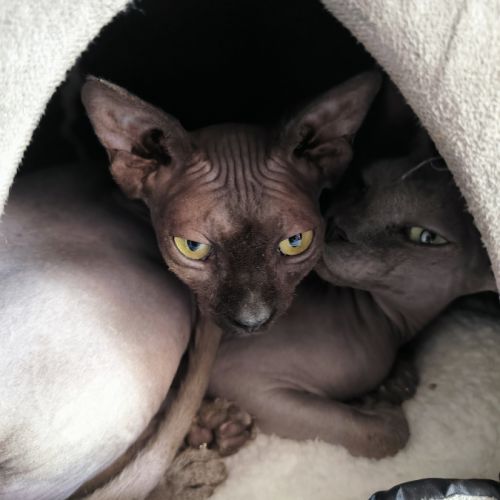 Magnifiques sphynx loof #5