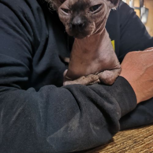 Magnifiques sphynx loof #6