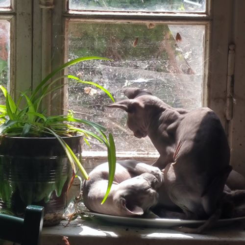 Magnifiques sphynx loof #7