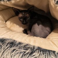 Magnifiques sphynx loof