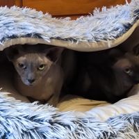 Magnifiques sphynx loof #3