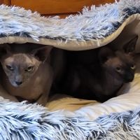 Magnifiques sphynx loof #4