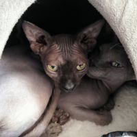 Magnifiques sphynx loof #5