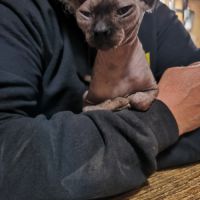 Magnifiques sphynx loof #6