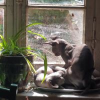 Magnifiques sphynx loof #7