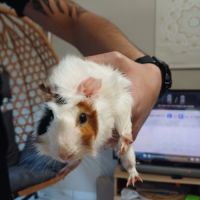 Cochon d'inde de 3mois mâle