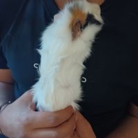 Cochon d'inde de 3mois mâle #2