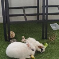 Cochon d'inde de 3mois mâle #3