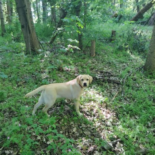 Chiots labrador sable #1
