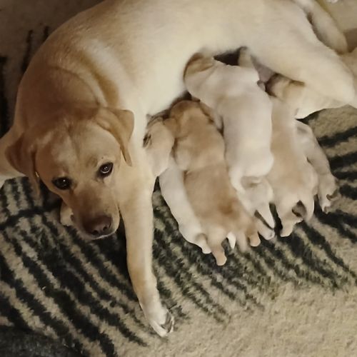 Chiots labrador sable