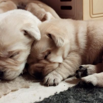 Chiots labrador sable #3