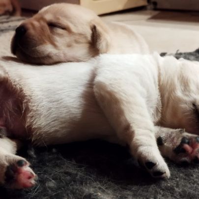 Chiots labrador sable #4