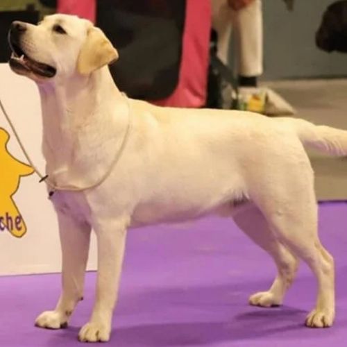 Chiots labrador sable #5