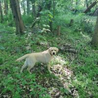 Chiots labrador sable #1