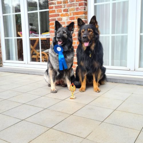 Future naissance altdeutsche schäferhund 24/8/2025 #1