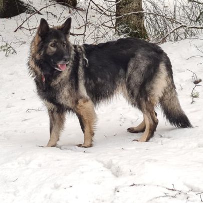 Future naissance altdeutsche schäferhund 24/8/2025 #4